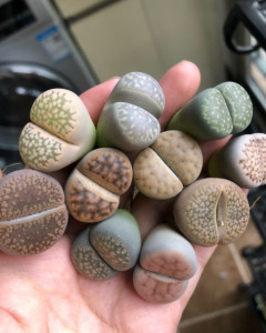 生石花