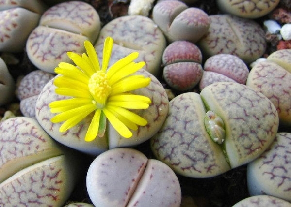 生石花