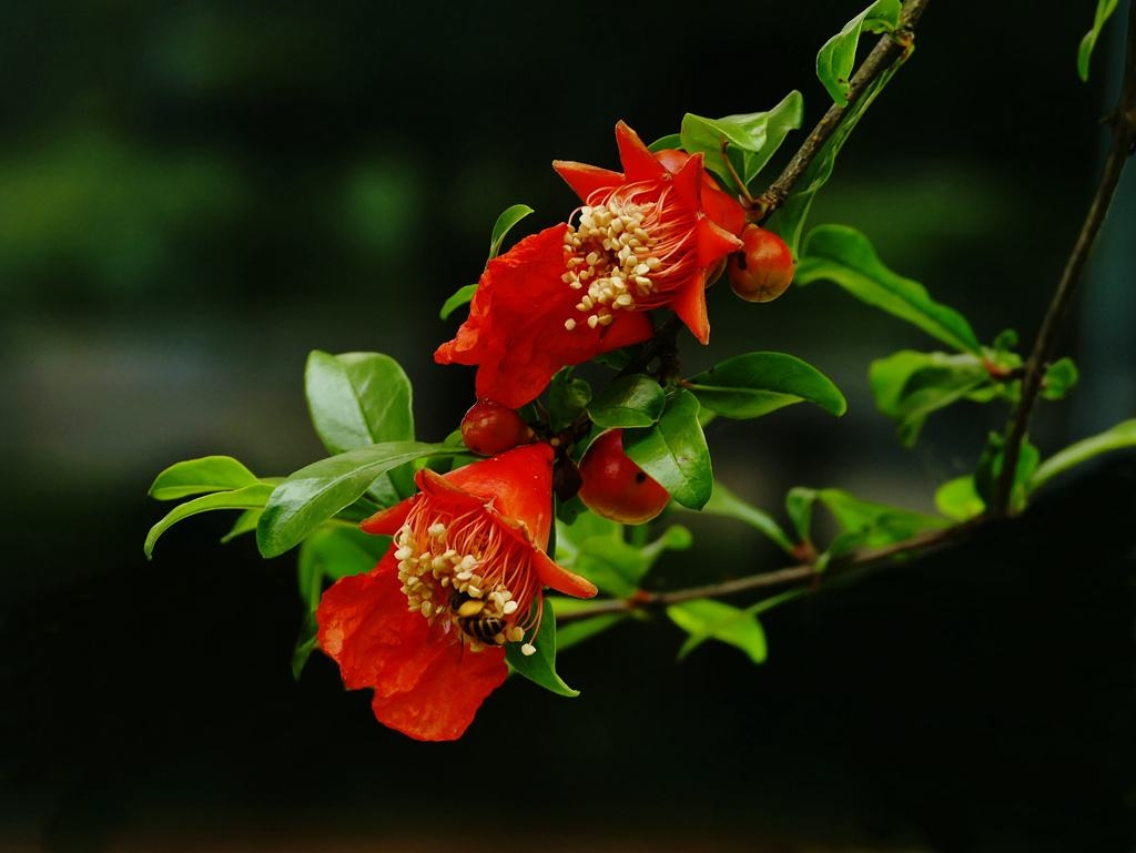 石榴花