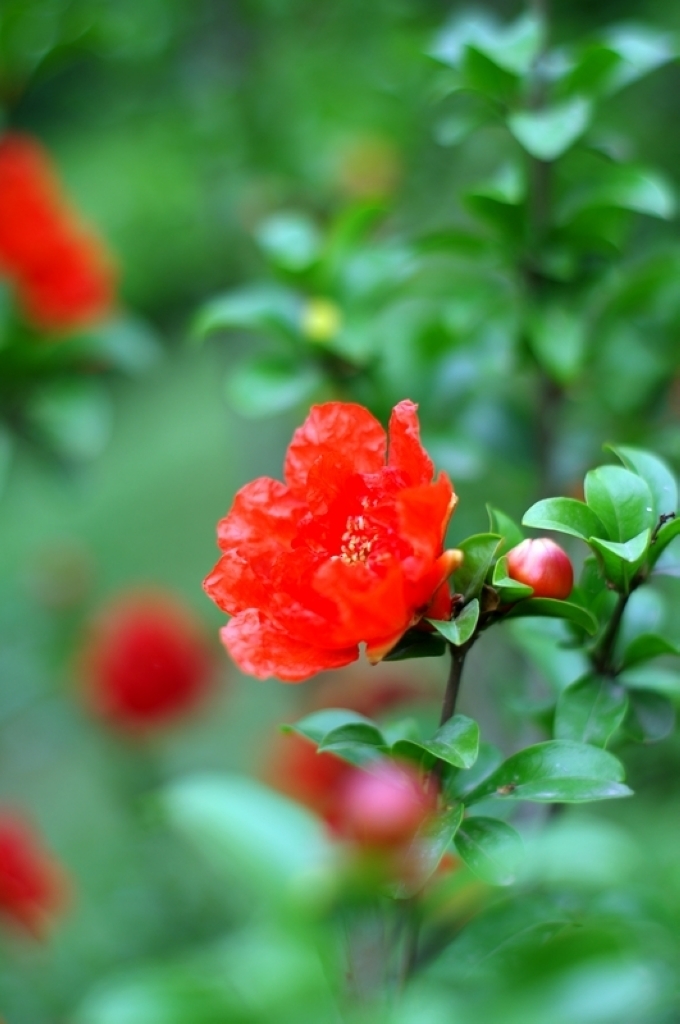 石榴花