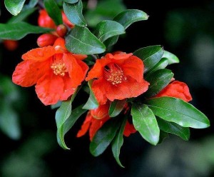 石榴花