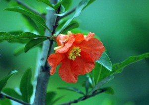 石榴花绽放