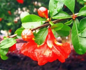 石榴花