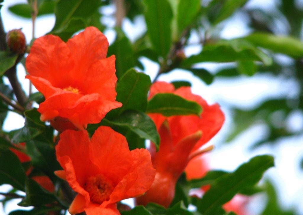 石榴花照片集锦