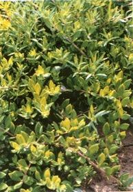 石指甲原植物图