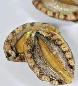 皱纹盘鲍