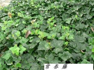 生藤图册