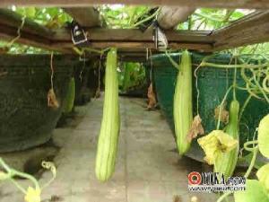 生瓜图册