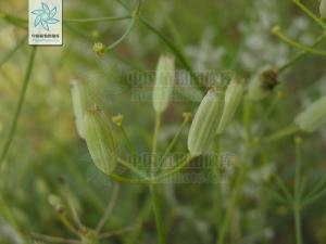 硬阿魏 ( 沙茴香 )