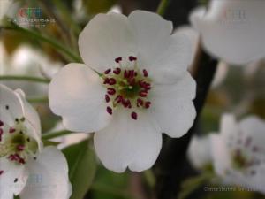 沙梨花果形态