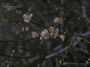 沙拐枣图册