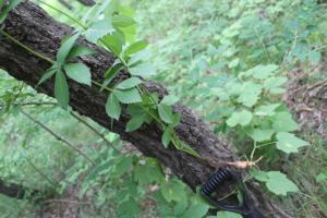 自然野生植物照片，根、茎叶