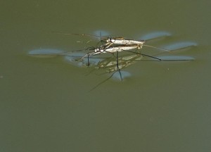 水黾