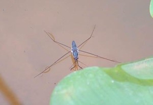 水黾