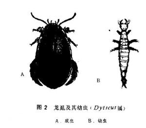 成虫及其幼虫形态说明