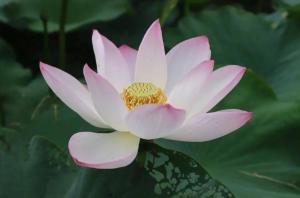 水芙蓉