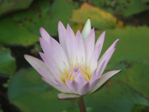 水芙蓉图册