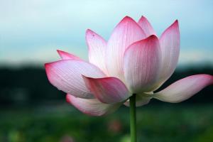 水芙蓉图册