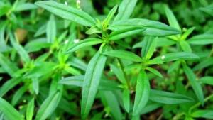 水线草
