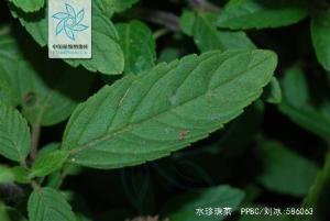 水珍珠菜图册