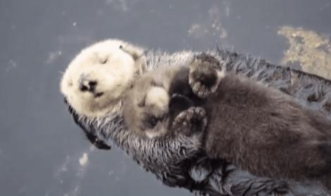 水獭