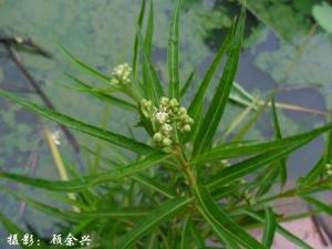 水泽兰（扯根菜）