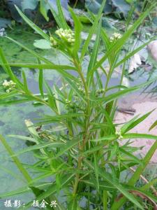水泽兰（扯根菜）