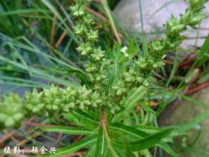 水泽兰（扯根菜）果枝