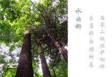 水曲柳