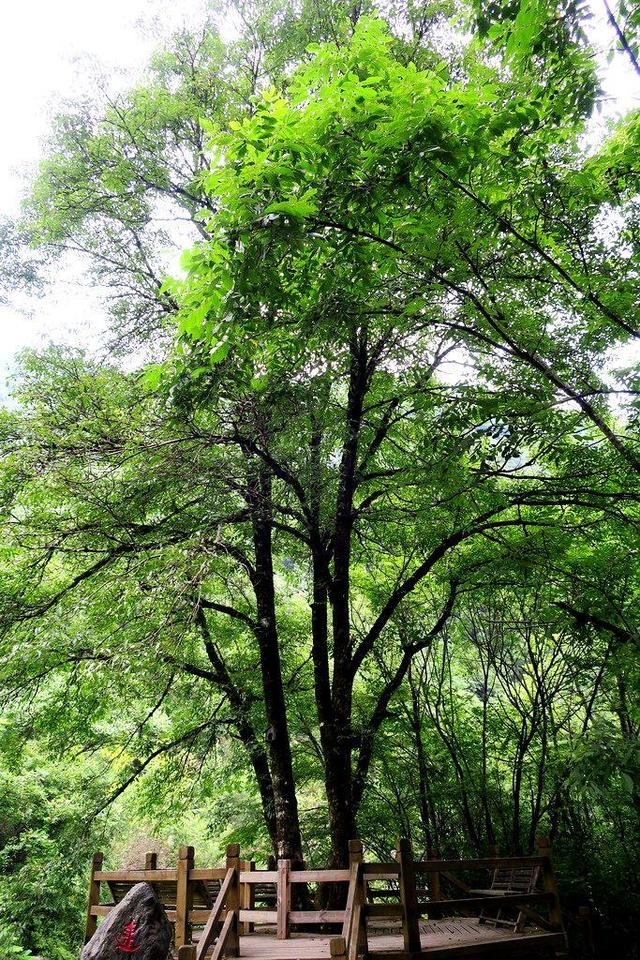 栓皮栎