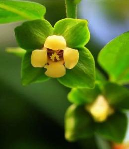 柿子花
