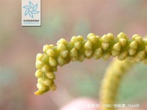 散尾葵