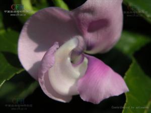 药材原形态——云南野豇豆