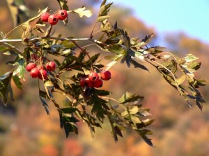 山里红