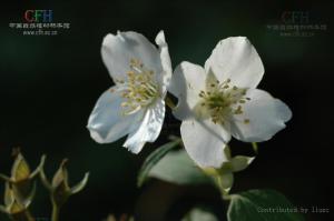 山梅花