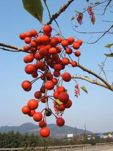 山桐子