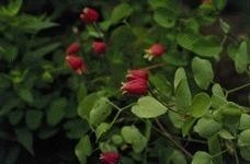 铁线莲
