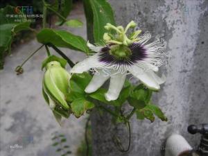 山峰西番莲图册