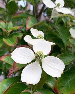 四照花