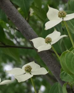 四照花