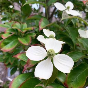 四照花