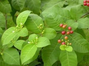 四叶萝芙木