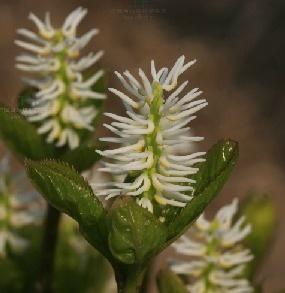 Chloranthus japonicus Sieb. 