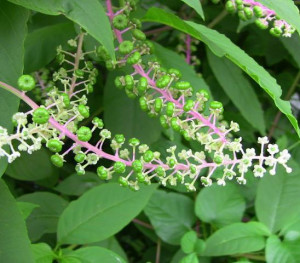 商陆花