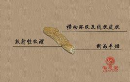 参条