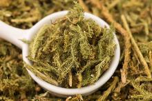 伸筋草 中草药