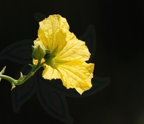 丝瓜花