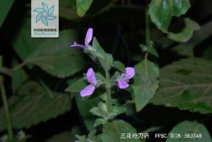 三花枪刀药图册