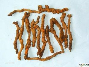 三白草根