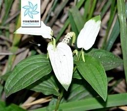 三白草